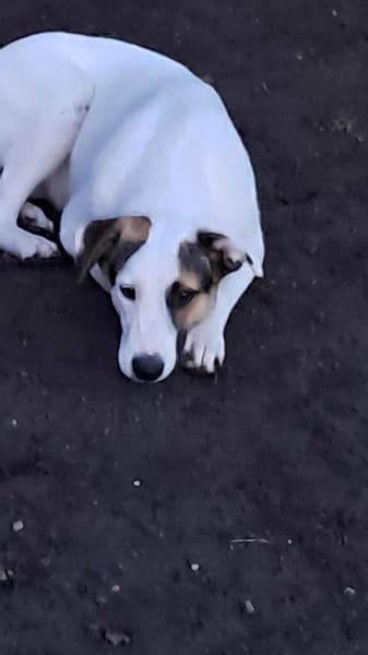 Bianca, Zuckerschnute sucht Anschluß