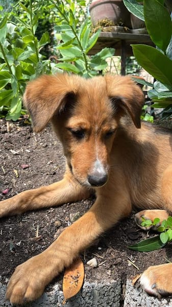 Pia sucht ein ruhiges Zuhause