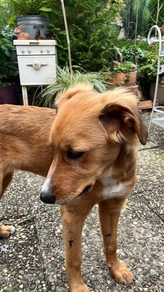 Pia sucht ein ruhiges Zuhause