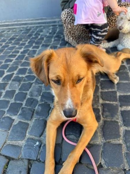 Pia sucht ein ruhiges Zuhause