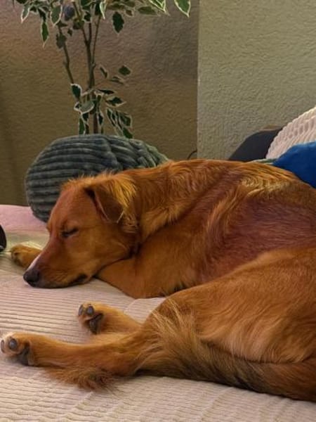 Pia sucht ein ruhiges Zuhause