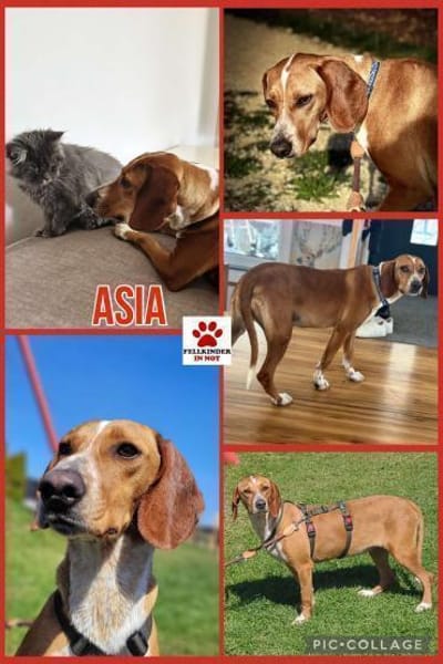 Liebe Asia sucht ihre Menschen