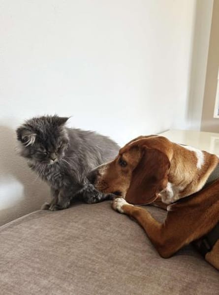 Liebe Asia sucht ihre Menschen