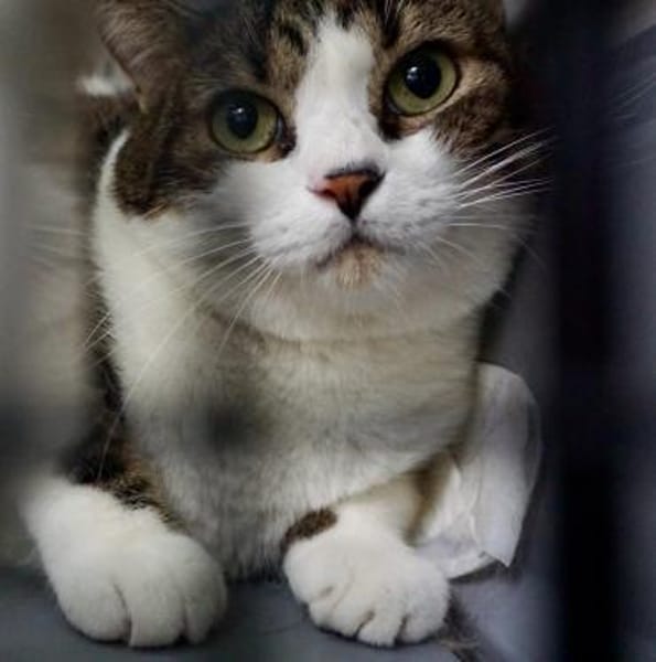 Gucci, lieb, neugierig, verschmust