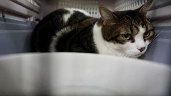 Gucci, lieb, neugierig, verschmust