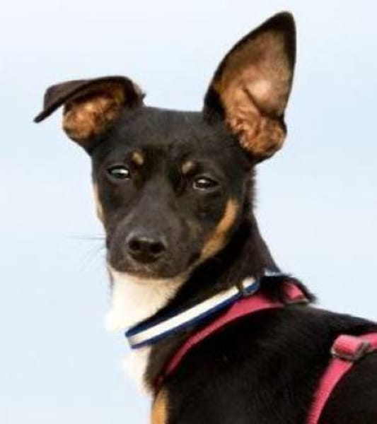 GOPI - spätere Adoption möglich 🙏