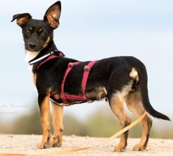 GOPI - spätere Adoption möglich 🙏