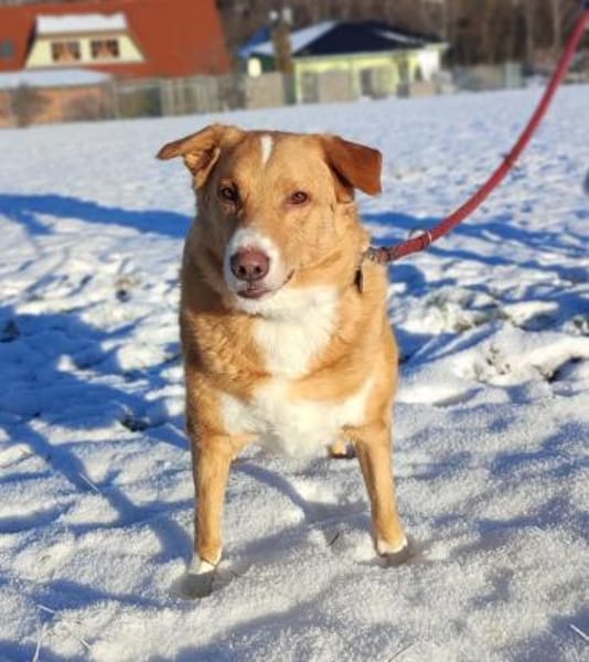 HENRY braucht 1selbstsicheres Frauchen