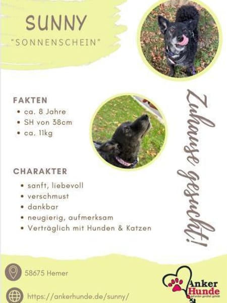 💕Sunny💕 sucht ihre Menschen💕