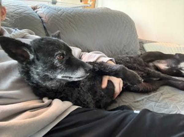 💕Sunny💕 sucht ihre Menschen💕