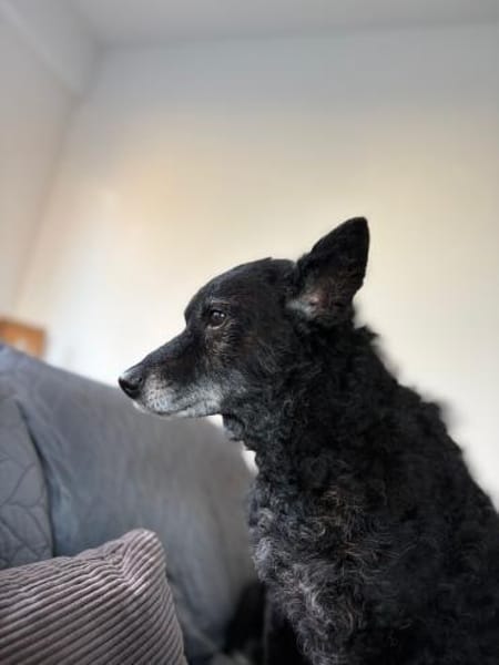 💕Sunny💕 sucht ihre Menschen💕