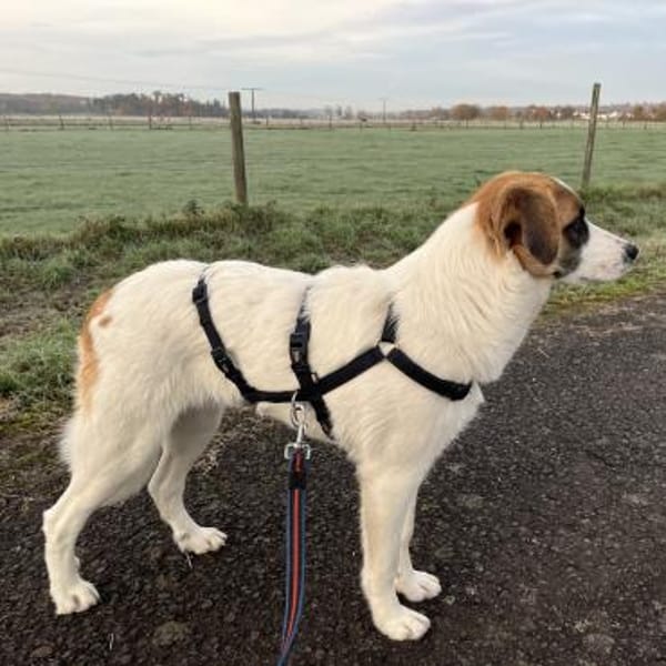 Zara - vorvermittelt -