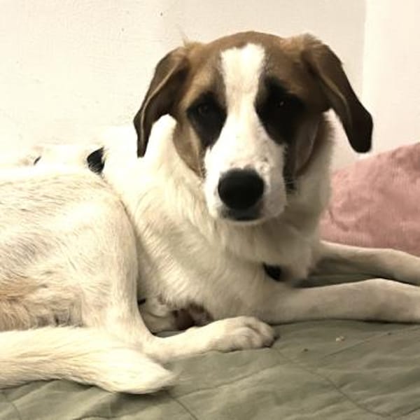 Zara - vorvermittelt -