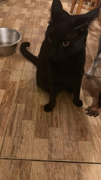 Houdi wird Dich verzaubern