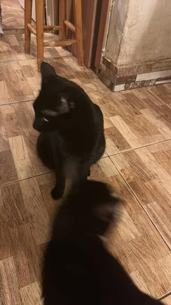 Houdi wird Dich verzaubern