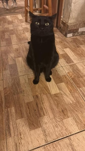 Houdi wird Dich verzaubern