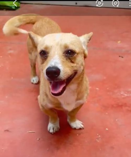 ❤🐾 SUNNY-LEVI, ca. 3Ja,  lustig+witzig