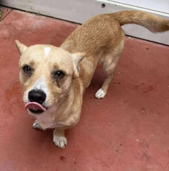 ❤🐾 SUNNY-LEVI, ca. 3Ja,  lustig+witzig