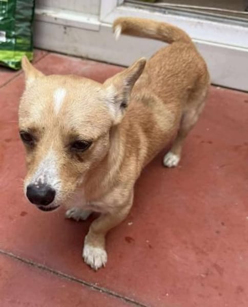 ❤🐾 SUNNY-LEVI, ca. 3Ja,  lustig+witzig