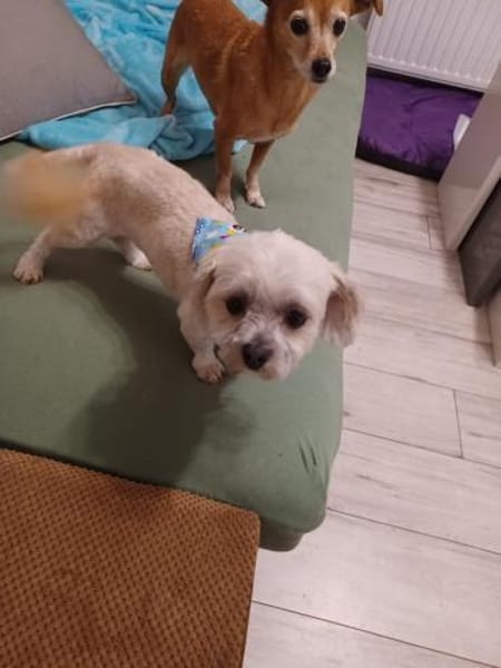 Maddox  - Der kleine Süße