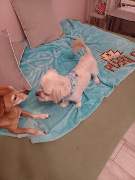 Maddox  - Der kleine Süße