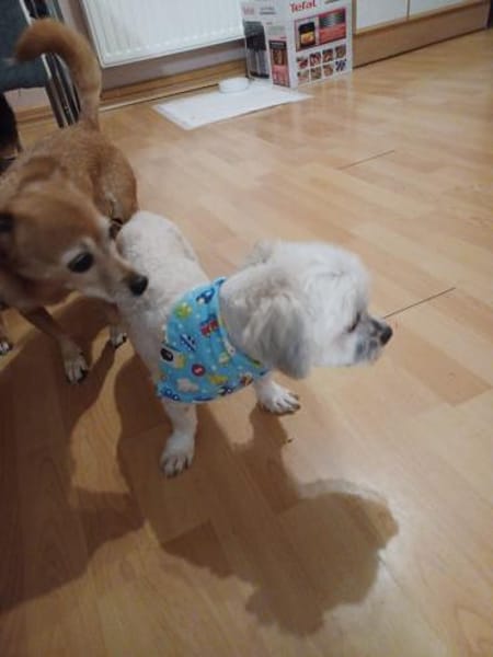 Maddox  - Der kleine Süße