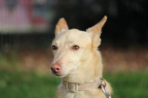 Deli  Zauber im Fell