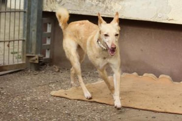 Deli  Zauber im Fell