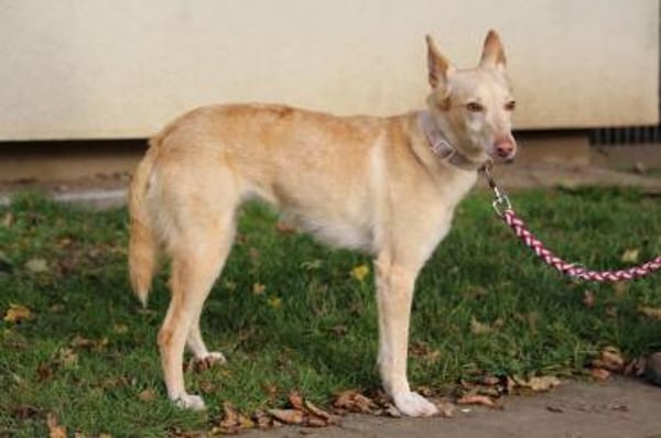 Deli  Zauber im Fell