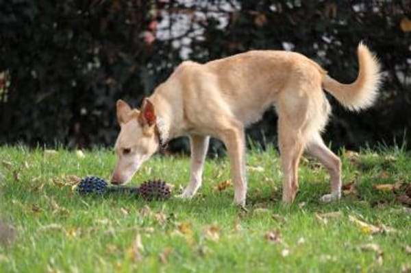 Deli  Zauber im Fell