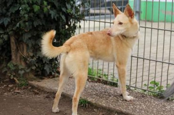 Deli  Zauber im Fell