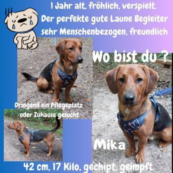 💙Mika💙 sucht seine Familie