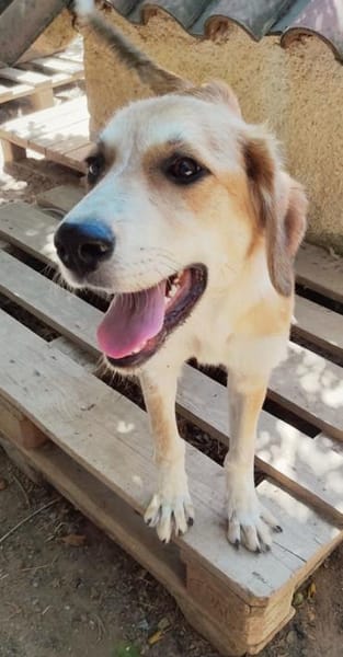 Taro - Goldstück wartet in RLP, Nähe KO