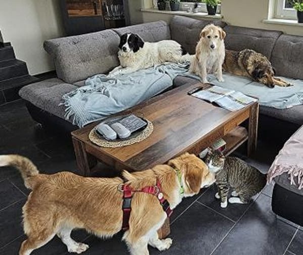 Taro - Goldstück wartet in RLP, Nähe KO