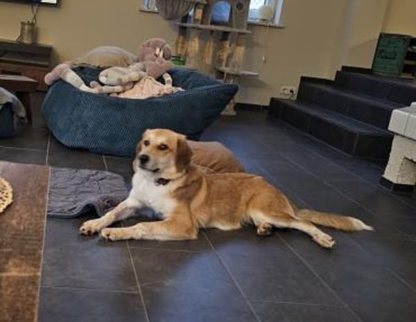 Taro - Goldstück wartet in RLP, Nähe KO