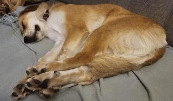 Taro - Goldstück wartet in RLP, Nähe KO