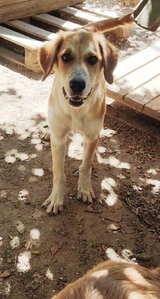 Taro - Goldstück wartet in RLP, Nähe KO