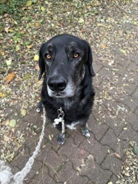 Hänsel - Ein All-Round-Traumpaket!!!