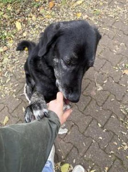 Hänsel - Ein All-Round-Traumpaket!!!