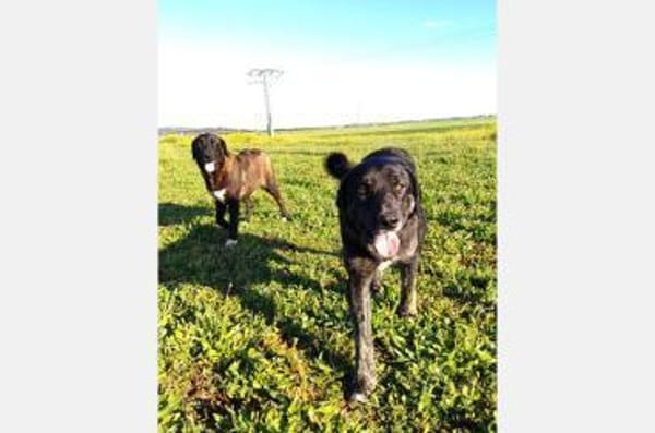 Hänsel - Ein All-Round-Traumpaket!!!