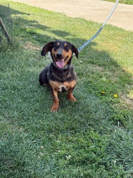 HERMANN - geb. ca. 01/2024 - Dackel Mix