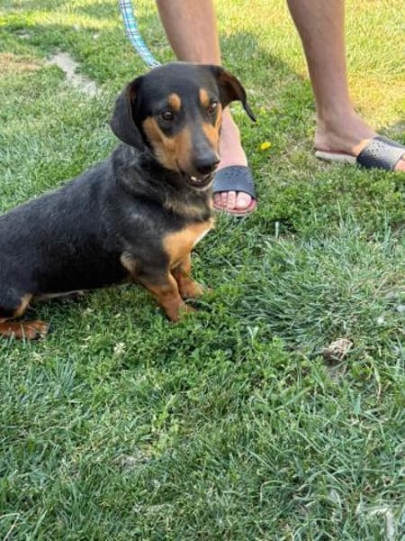 HERMANN - geb. ca. 01/2024 - Dackel Mix