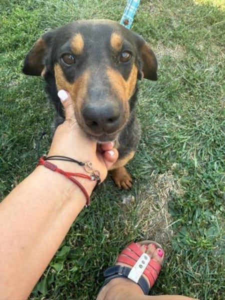 HERMANN - geb. ca. 01/2024 - Dackel Mix