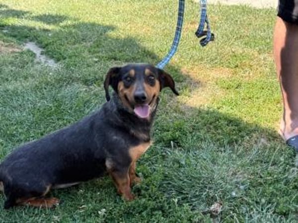 HERMANN - geb. ca. 01/2024 - Dackel Mix