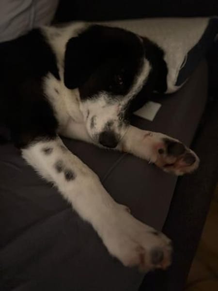 💙Jack Pot💙sucht sein großes Glück