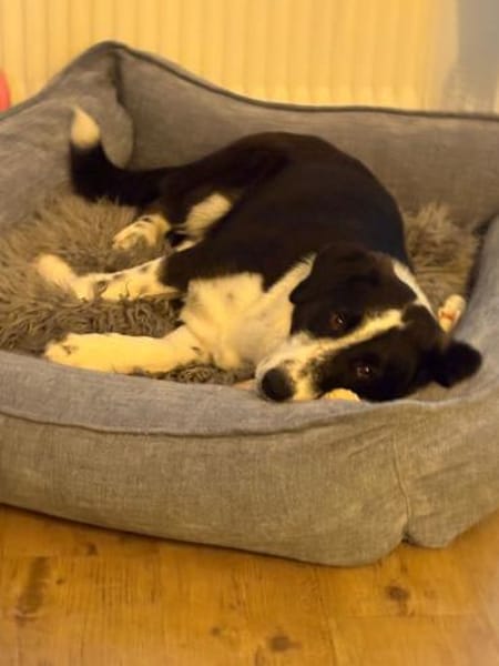 💙Jack Pot💙sucht sein großes Glück