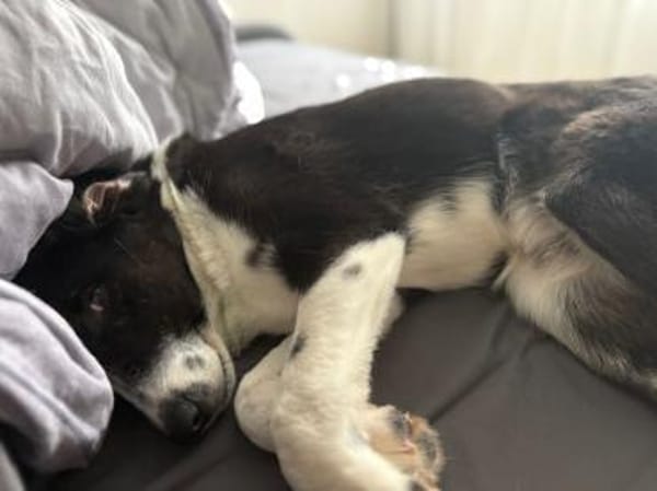 💙Jack Pot💙sucht sein großes Glück