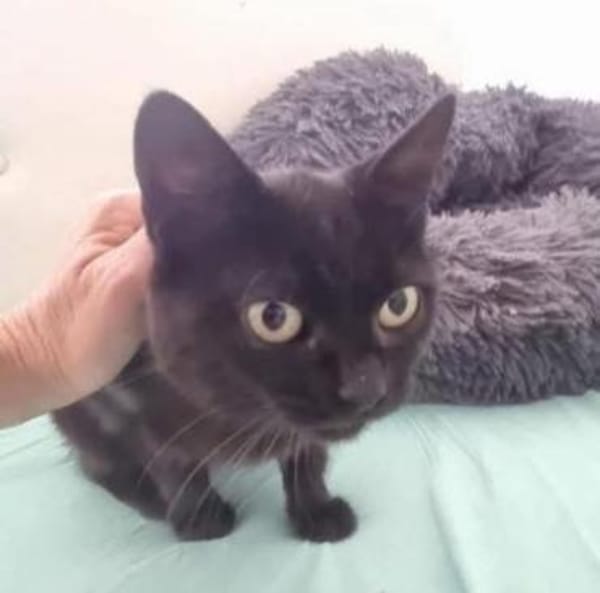 💕Samanta wartet auf ihr Glück 💕