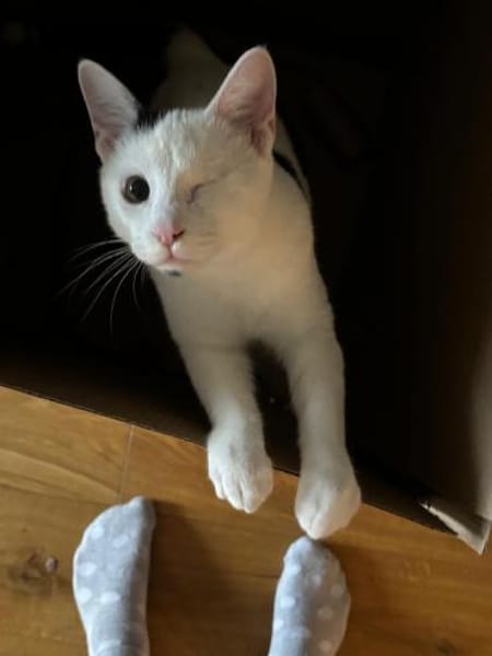 Zuhause,gesucht für Noulis