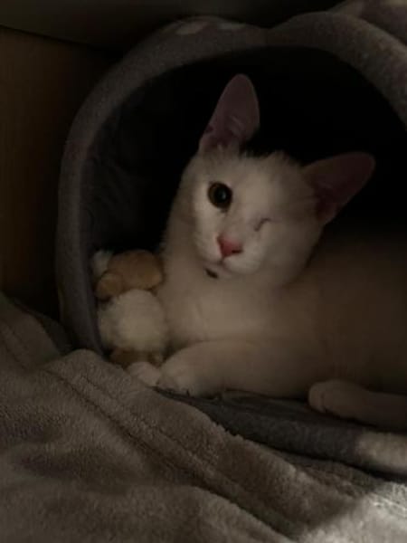 Zuhause,gesucht für Noulis